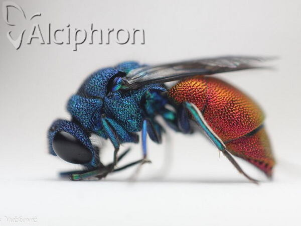 Chrysis inaequalis