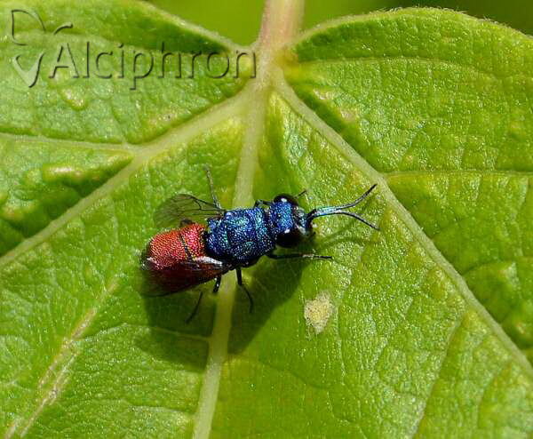 Chrysis inaequalis