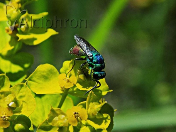 Chrysis marginata