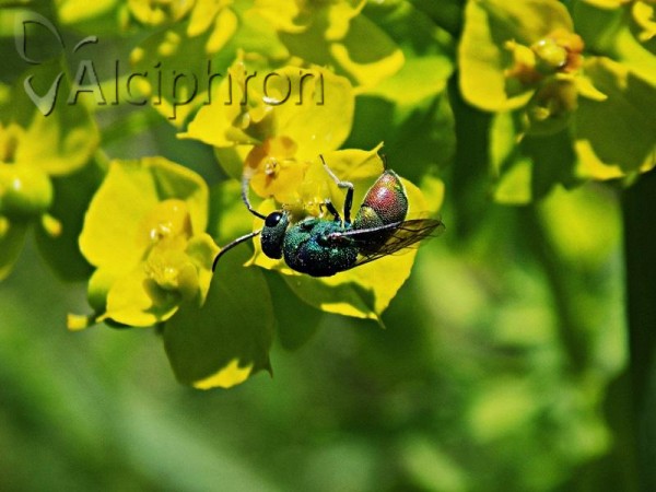Chrysis marginata