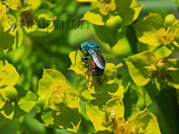 Chrysis marginata