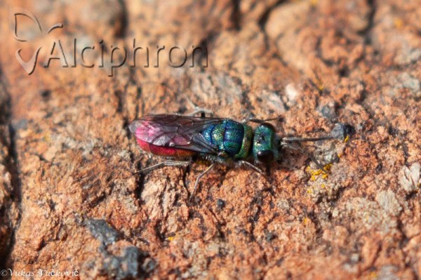Chrysis ruddii
