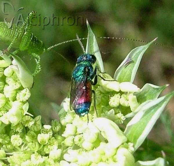 Chrysis splendidula