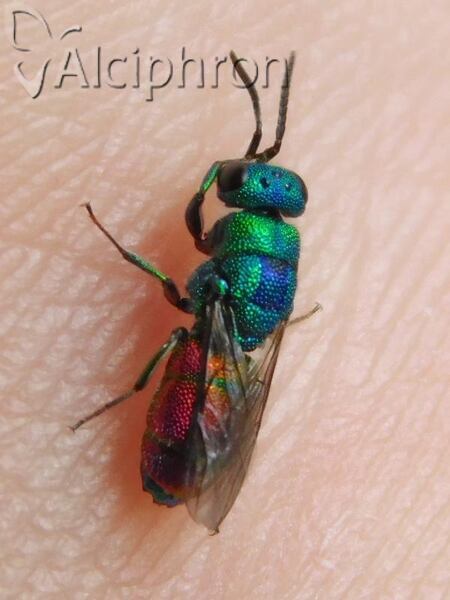Chrysis splendidula