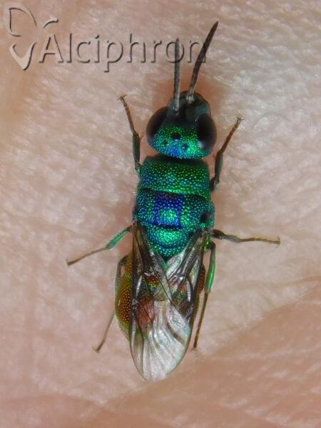 Chrysis splendidula