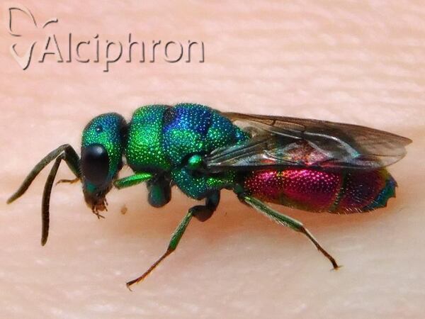 Chrysis splendidula
