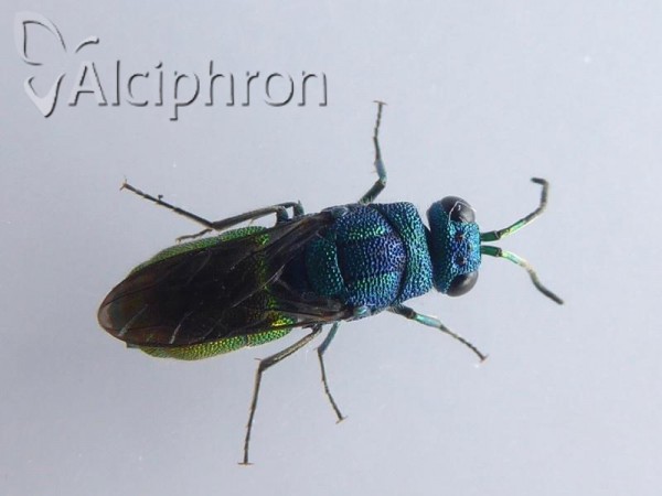 Chrysis taczanovskii