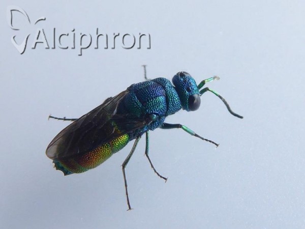 Chrysis taczanovskii