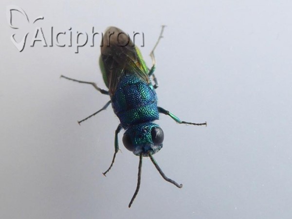 Chrysis taczanovskii