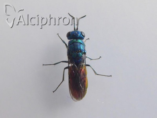 Chrysis terminata