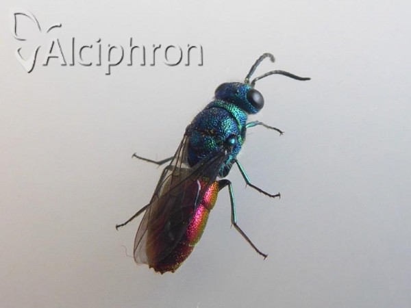 Chrysis terminata