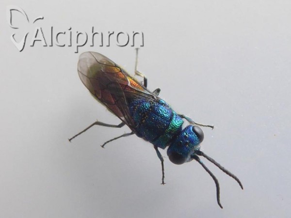 Chrysis terminata