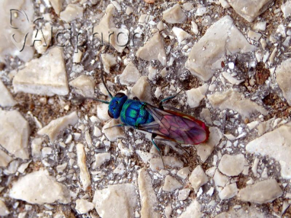 Chrysis terminata