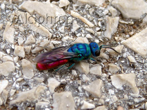 Chrysis terminata