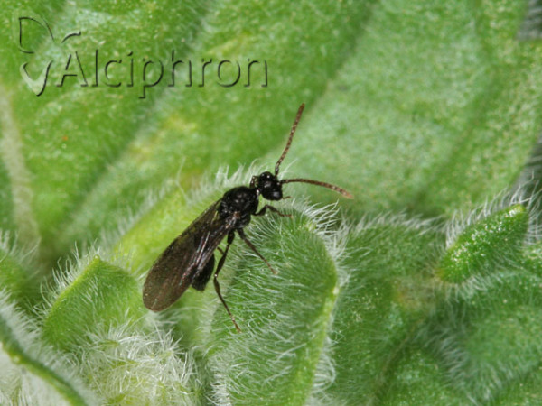 Myrmecina graminicola
