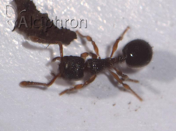 Myrmecina graminicola