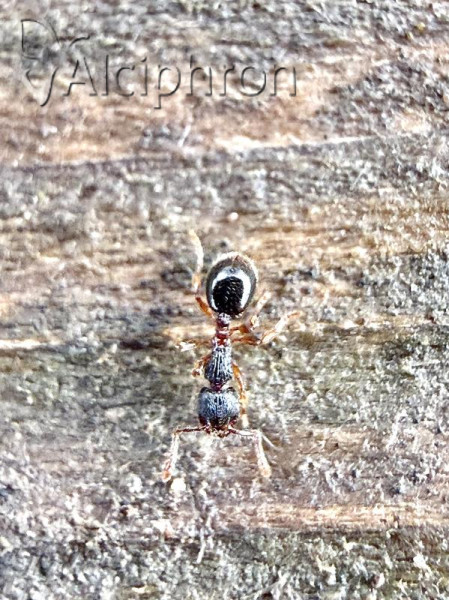 Myrmecina graminicola
