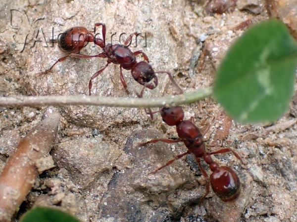 Manica rubida