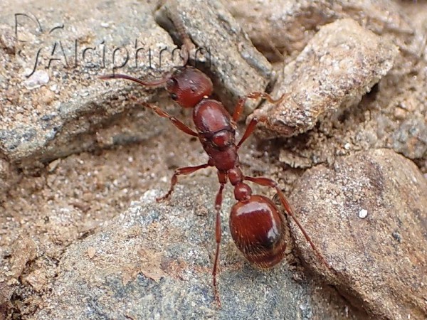 Manica rubida