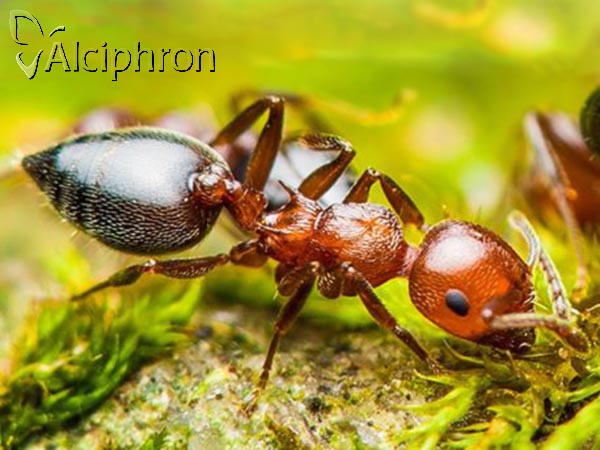 Crematogaster schmidti