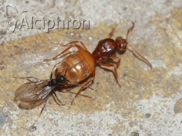 Prenolepis nitens