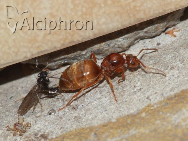 Prenolepis nitens