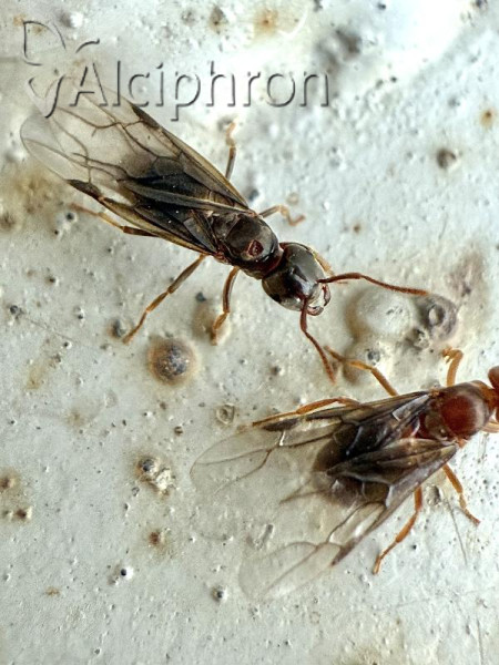 Lasius umbratus