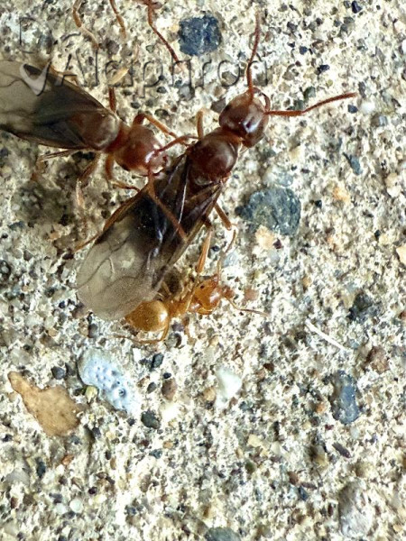 Lasius umbratus