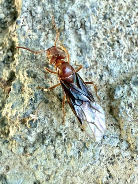 Lasius umbratus