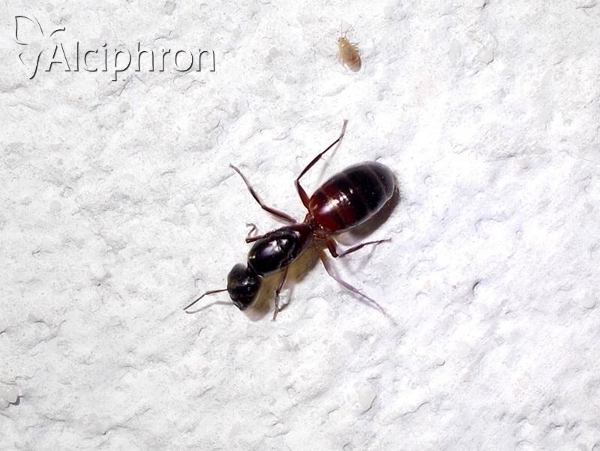Camponotus ligniperdus