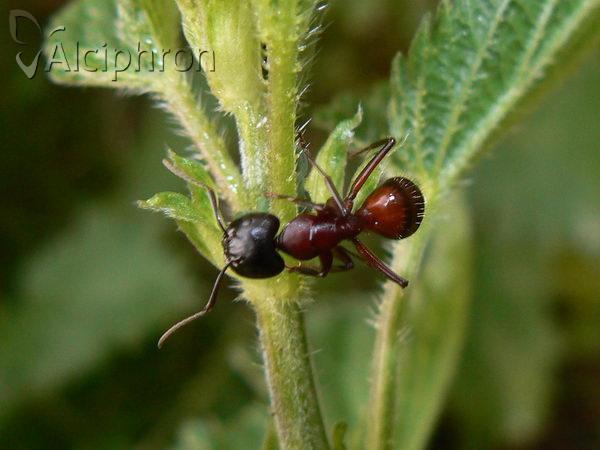 Camponotus ligniperdus