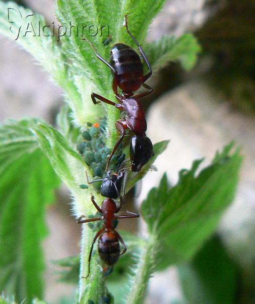 Camponotus ligniperdus