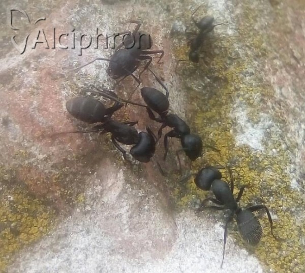Camponotus vagus