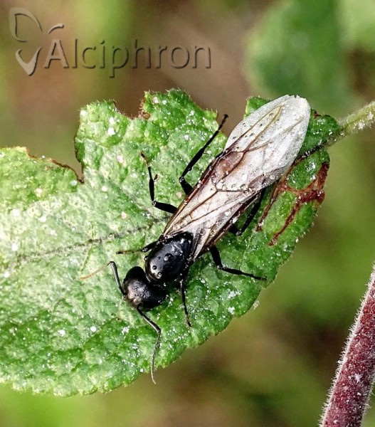 Camponotus vagus
