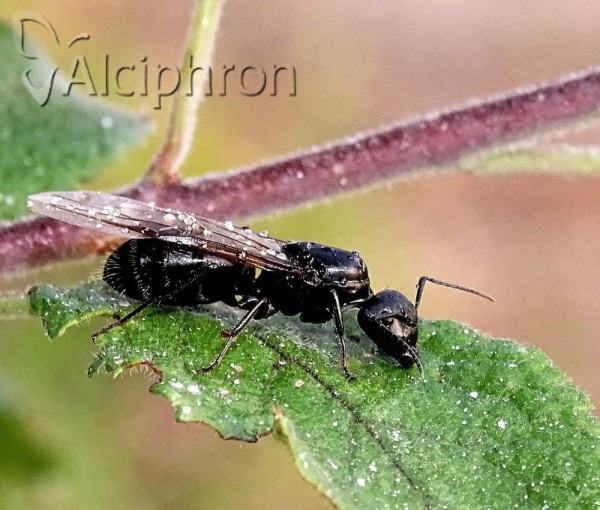 Camponotus vagus