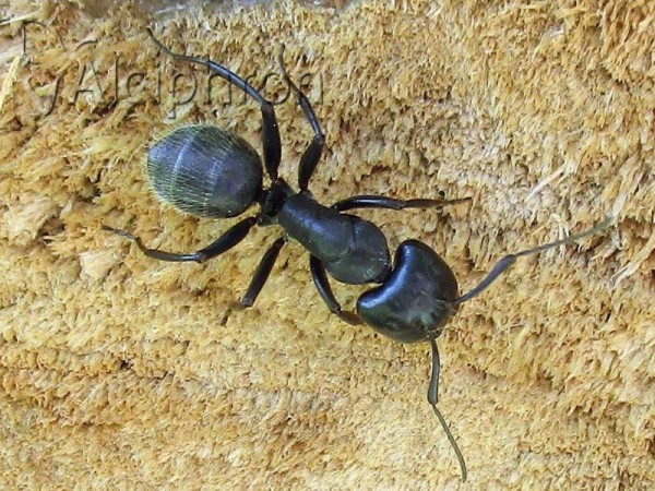 Camponotus vagus