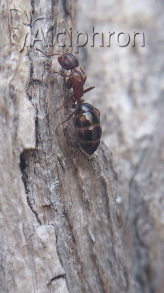 Colobopsis truncata