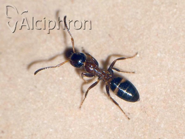 Colobopsis truncata