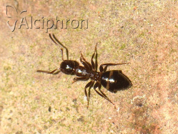 Colobopsis truncata