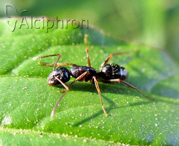 Camponotus fallax