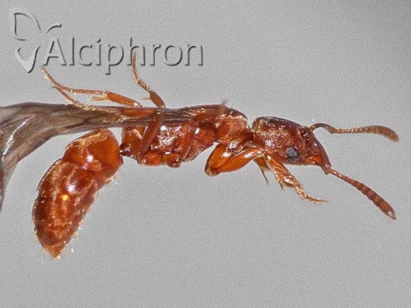 Cryptopone ochracea