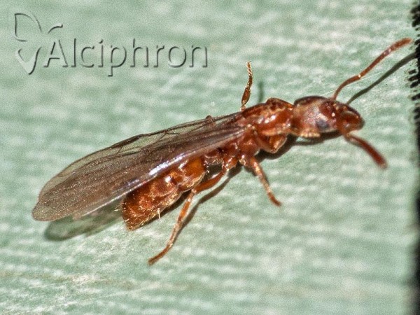Cryptopone ochracea