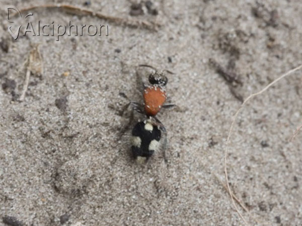 Dasylabris maura