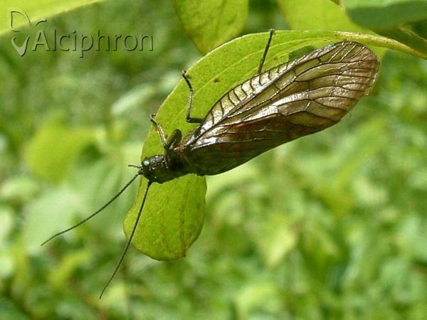 Sialis lutaria