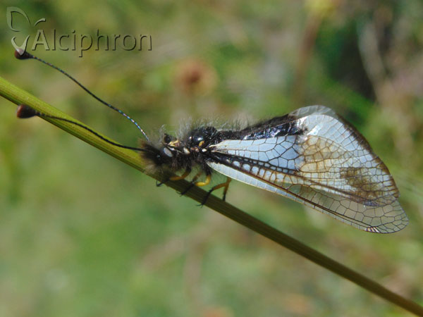 Libelloides lacteus