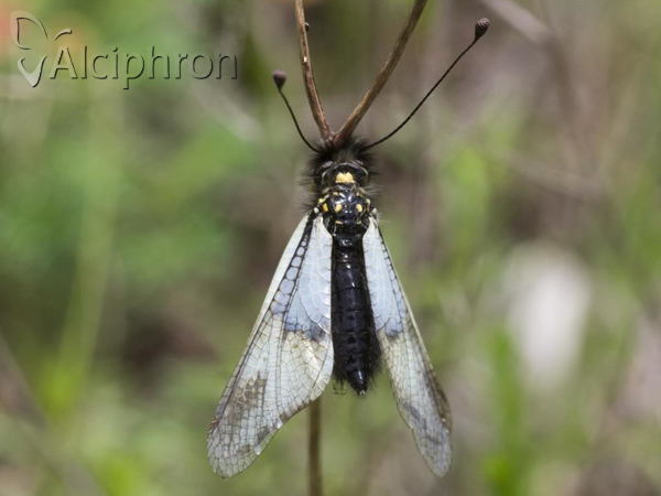 Libelloides lacteus