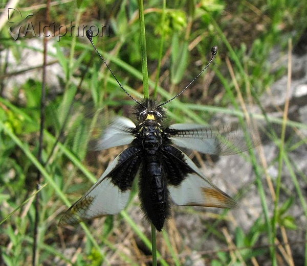 Libelloides lacteus
