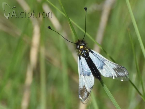 Libelloides lacteus