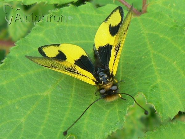 Libelloides macaronius