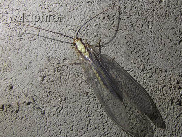 Italochrysa italica